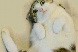 裕民遇到恶意拖欠？专业追讨公司帮您解决烦恼